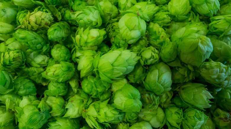 Fresh hops