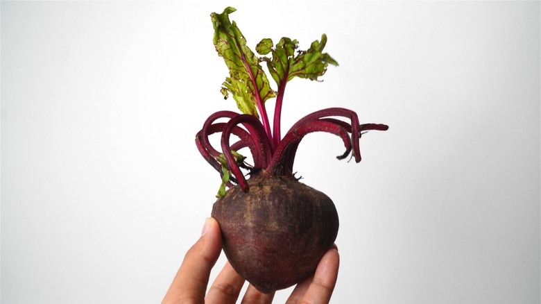 A hand holding up a sprouted beet against a white background.