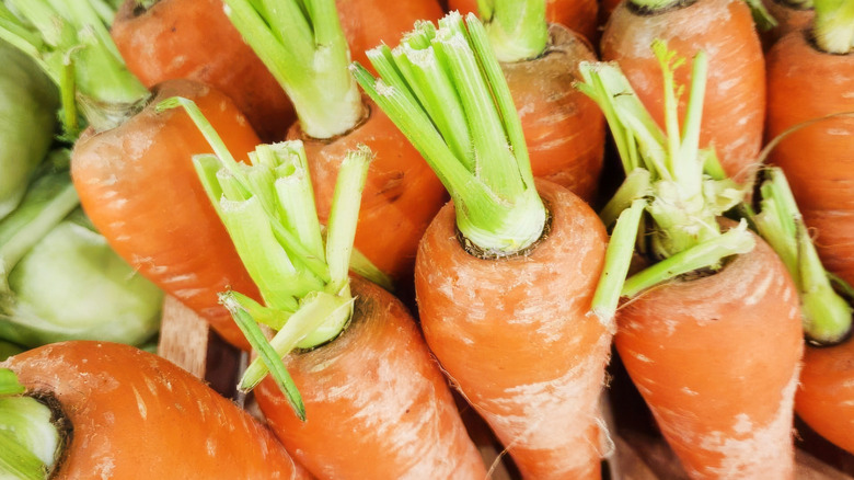 Carrots growing sprouts