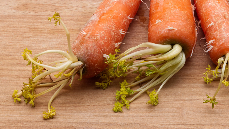 Sprouted carrots on wooden cutting board
