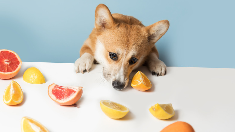A dog checking out a citrus fruit