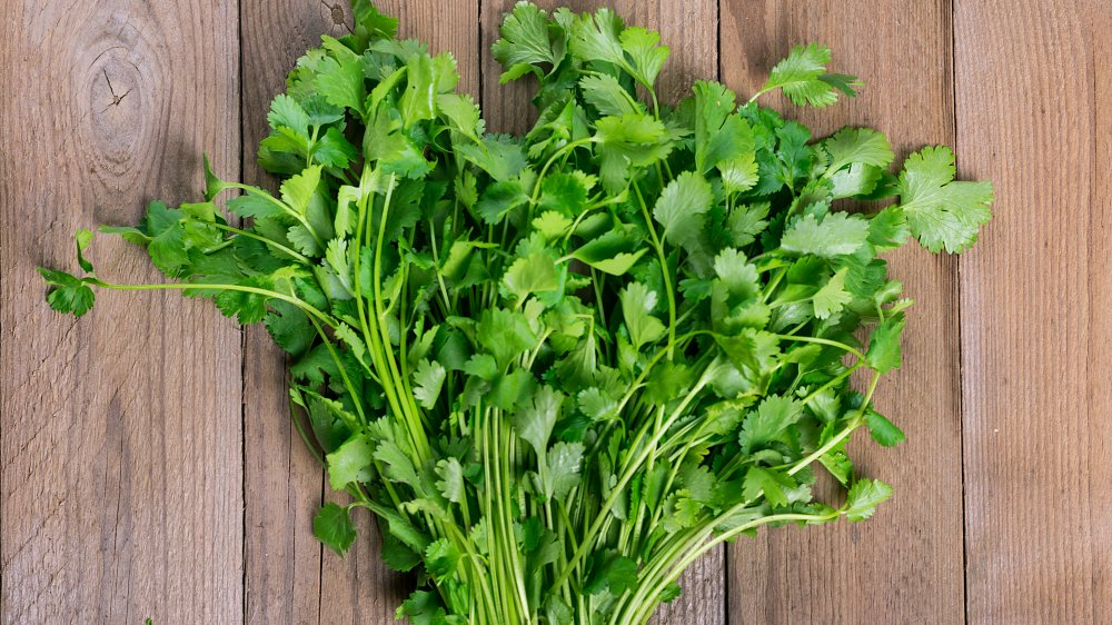 cilantro