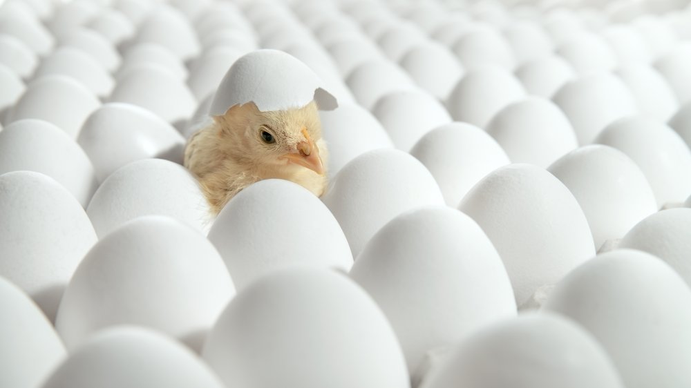 Chick hatching from egg