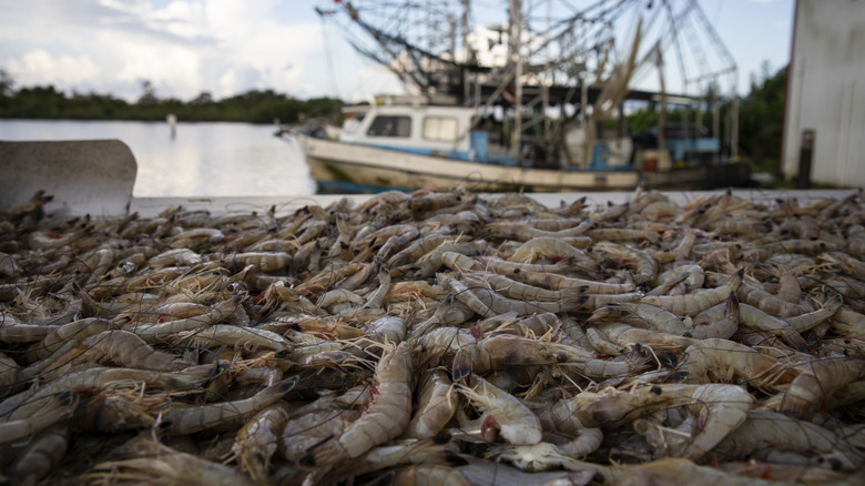 Shrimp and boats in harbor in Louisiana