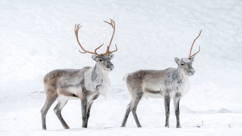 Two reindeer