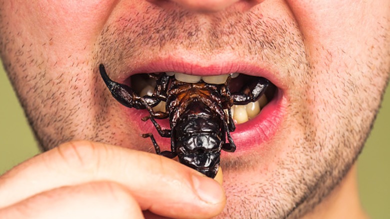 person eating roasted black scorpion