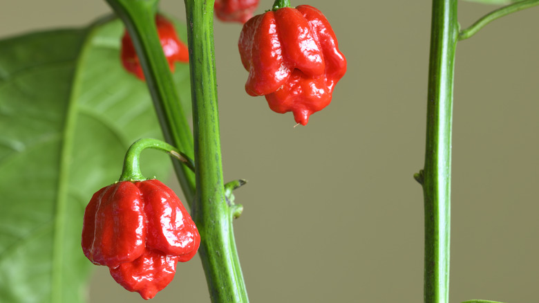 Carolina Reaper growing on vines