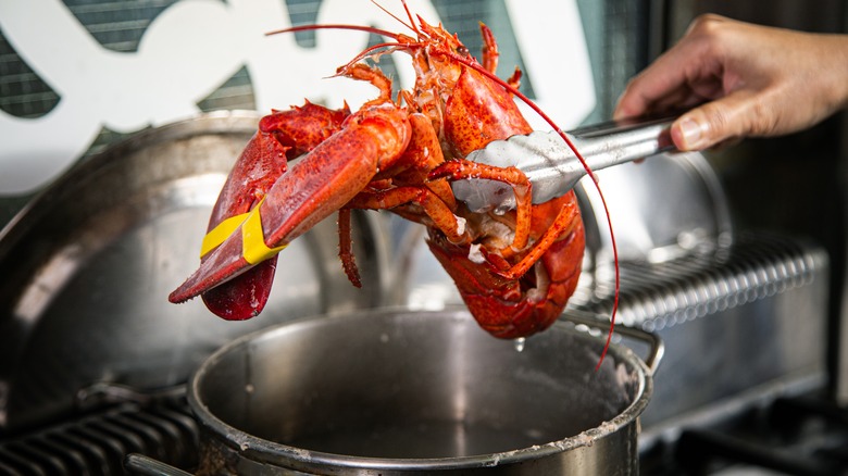 Boiled lobster 
