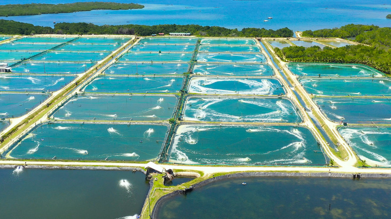 farmed shrimp
