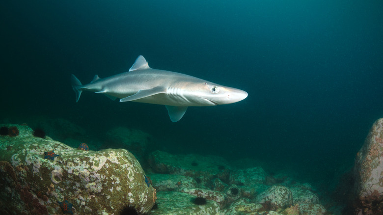spiny dogfish