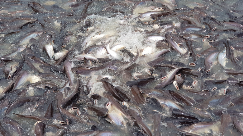 swai fish