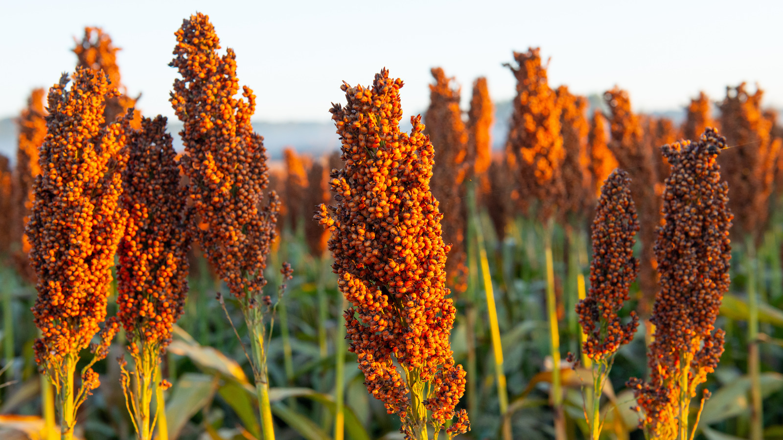 Chefs Explain What Sorghum Is And What You Can Do With It