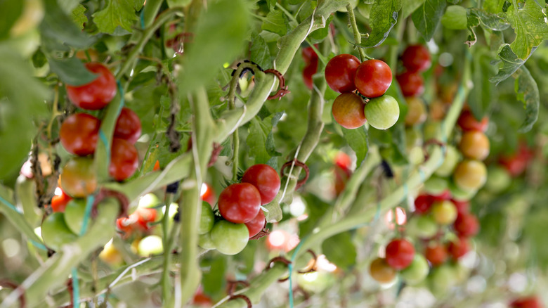 mini tomatoes