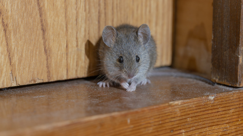 A mouse inside a building