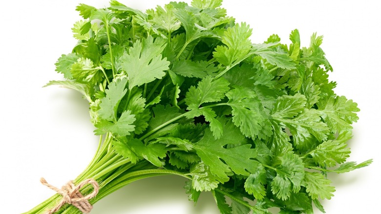 bunch of cilantro on white background