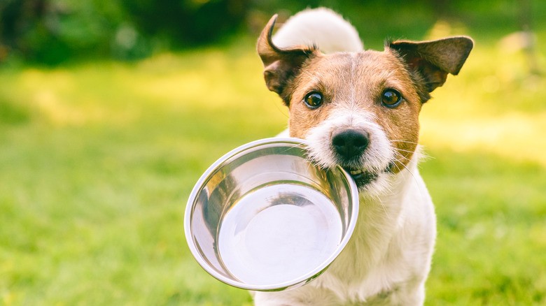 puppy carrying food bowl