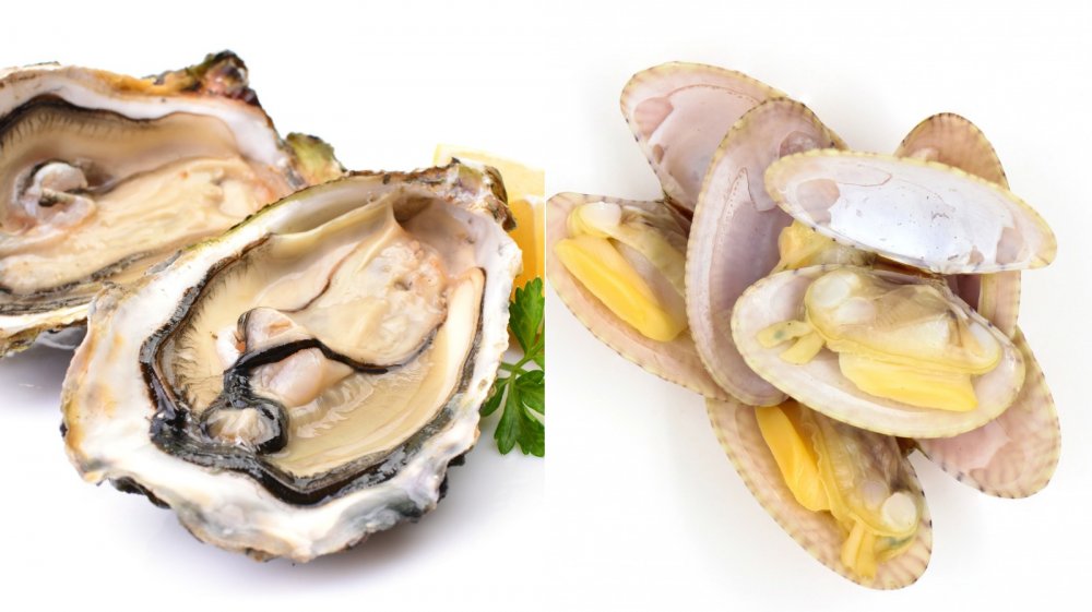 Difference between clams and oysters discount