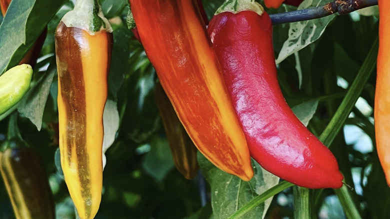 Close-up of fish pepper plant