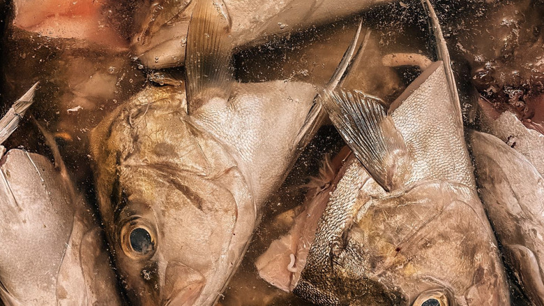 Fish heads in water