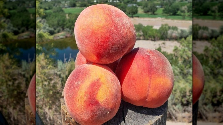 Navajo peaches sitting on tree stump