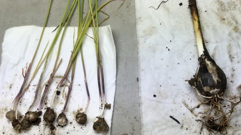 Fresh camas onion bulbs