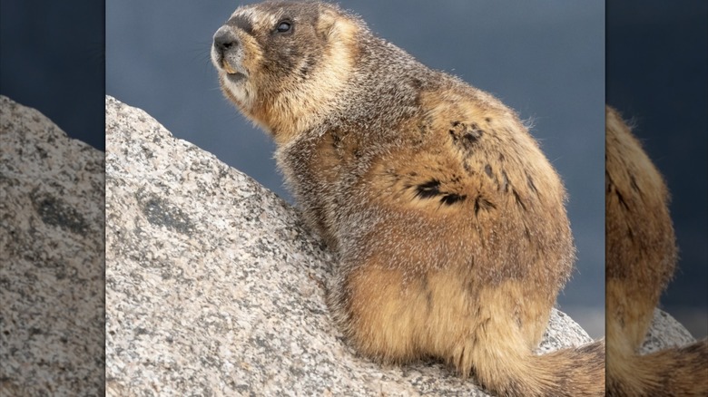 Yellow-bellied marmot on rocks