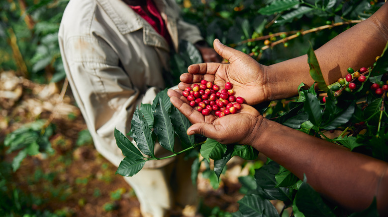 Farmer holding raw robusta beans in nature