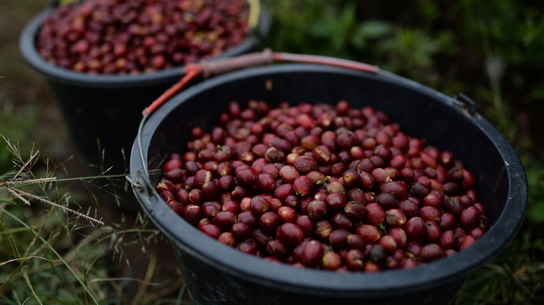 Coffee berries-cherries
