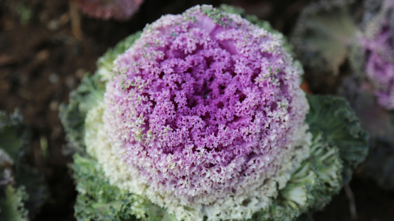 japanese kale plant