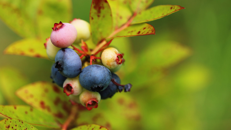 different colored blueberries ripening on the bush