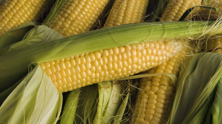 Corn cobs with husk