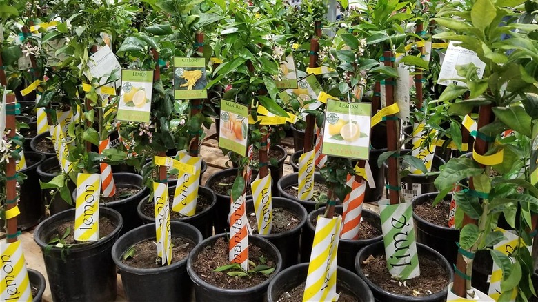 Costco citrus trees