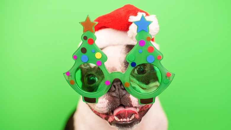 Dog wearing Santa hat and Christmas glasses