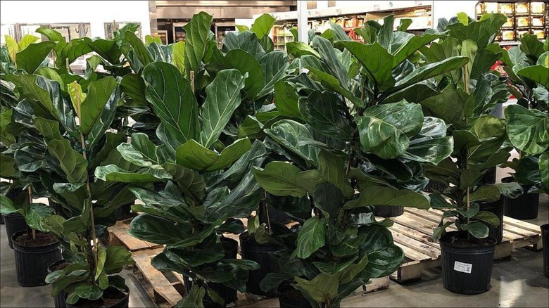 fiddle-leaf fig plants in store