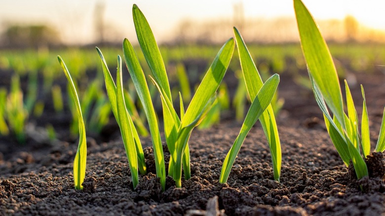 Blades of grass-like plant in soil