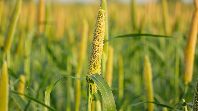 Millet growing in field
