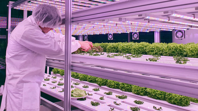 A scientist tending to food growing vertically