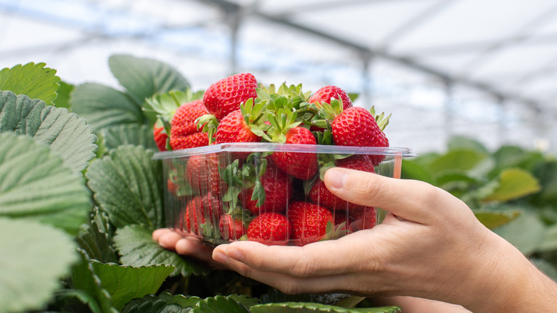 Hands holding up a container of strawberries in a greenhouse