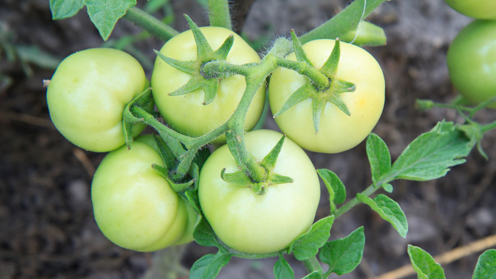 green tomatoes growing on vine