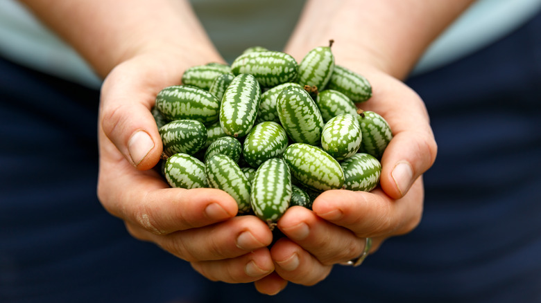 Person holding a bunch of cucamelons in their hands