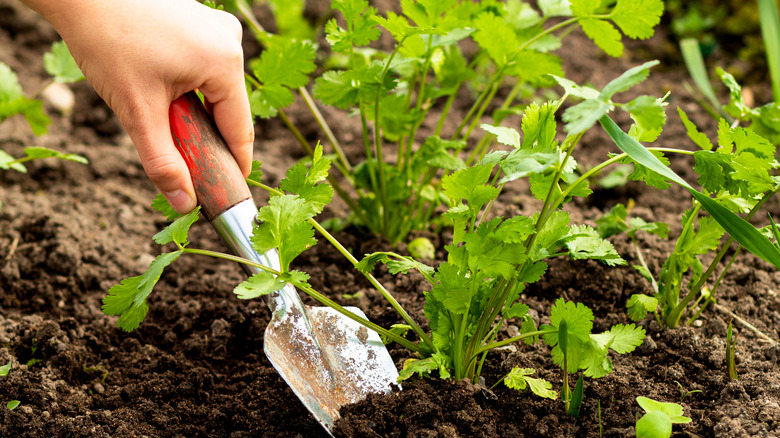 Cilantro in garden