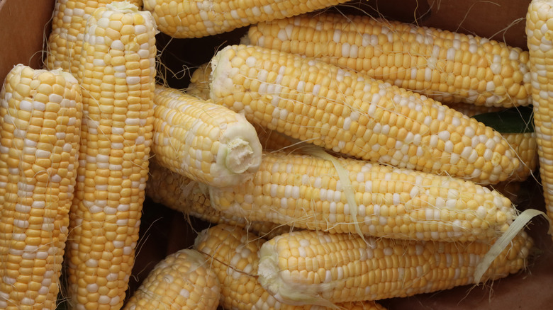 husked ears of corn