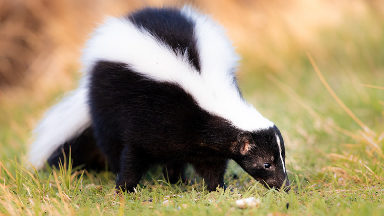 Skunk in field