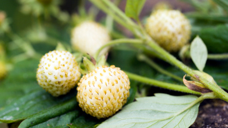 Wild white strawberries