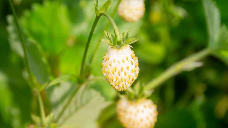 Ripe white berries on bush