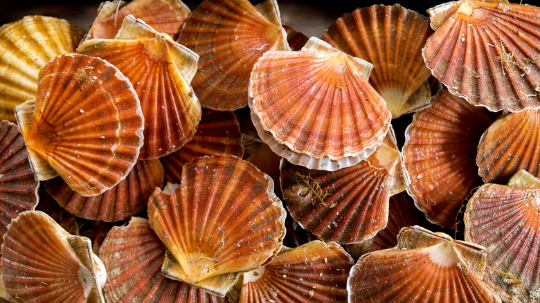 scallops