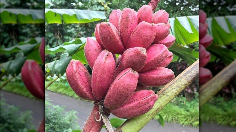 Musa velutina, or pink bananas