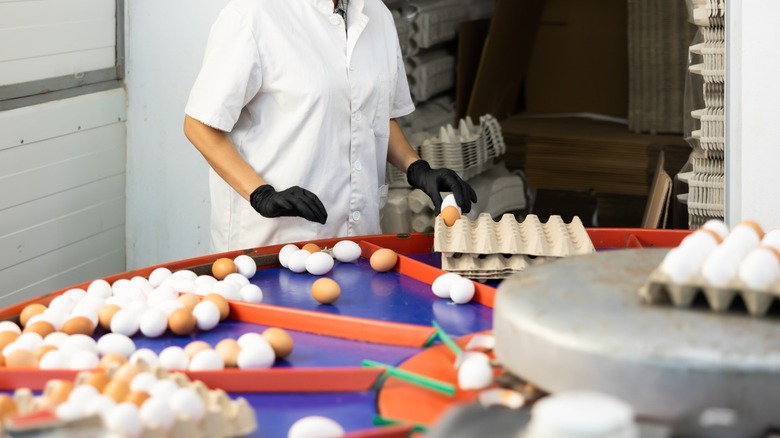 Employee at an egg processing plant