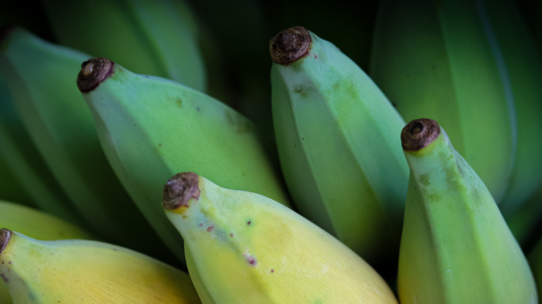 Blue java bananas