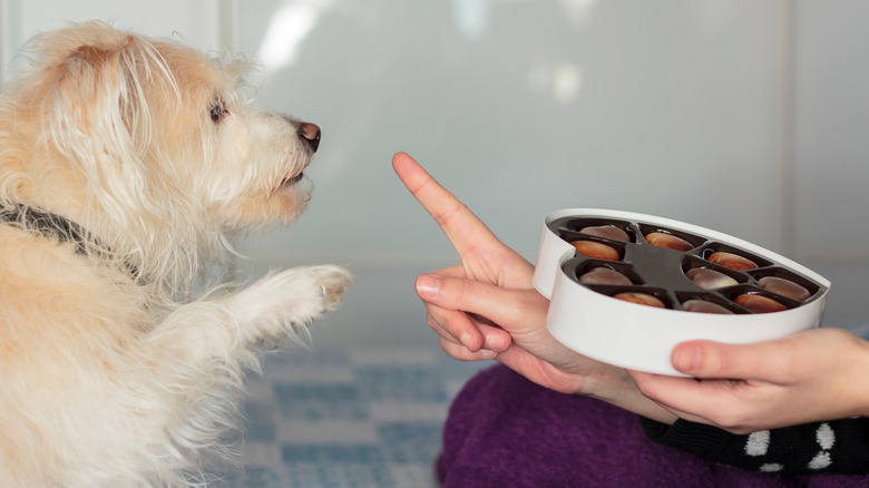 Dog next to a box of chocolate